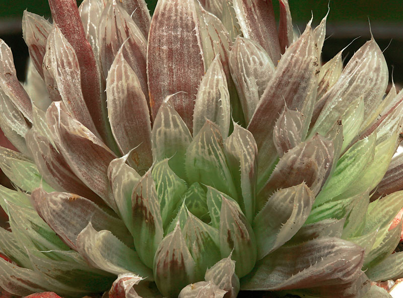 Haworthia cooperi v. pilifera f variegata